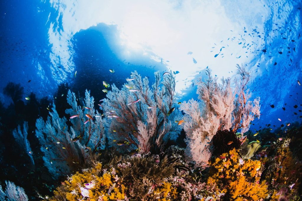 Ecosystem-based Adaptation (EbA) Facility’s Second Call for Proposals